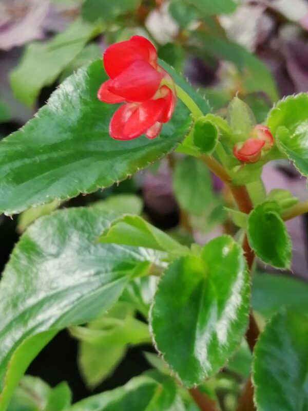 Begonia foliosa var. miniata