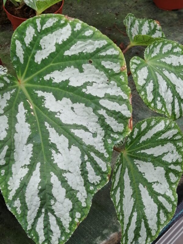 Begonia Freda
