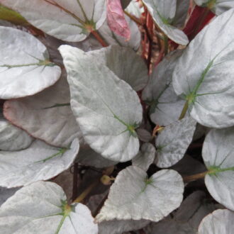 Begonia 'Gay Paree'