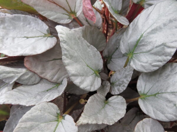 Begonia 'Gay Paree'