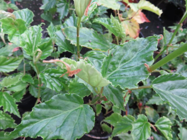 Begonia glabra