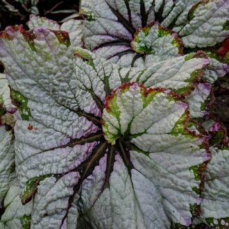 Begonia 'Green Gold'