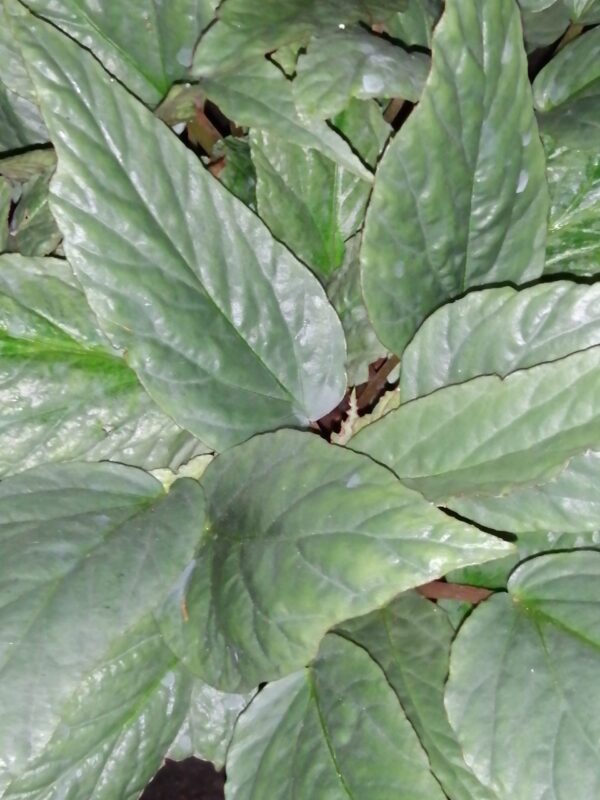 Begonia hatacoa 'Silver'