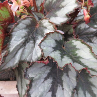 Begonia Helen Teupel