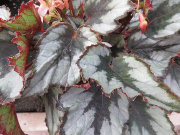 Begonia Helen Teupel