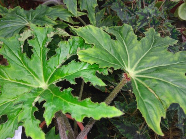 Begonia heracleifolia