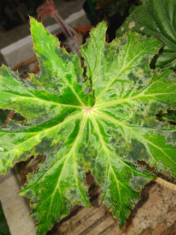 Begonia heracleifolia Nigricans