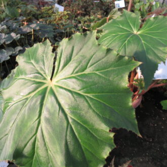Begonia 'Immense'