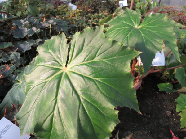 Begonia 'Immense'