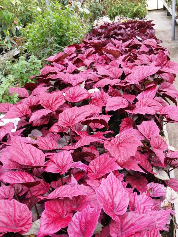 Begonia 'Inca Flame'