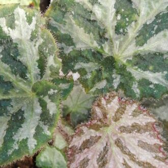 Begonia Gigi