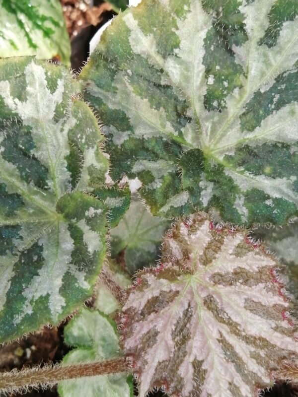 Begonia Gigi