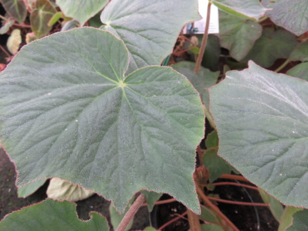 Begonia itaguassuensis