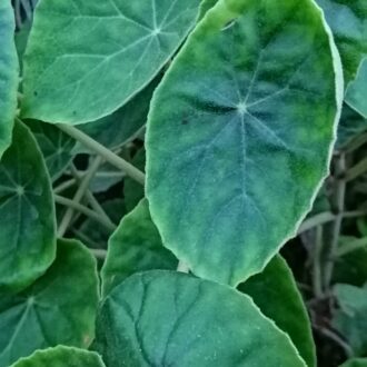Begonia kellermanii