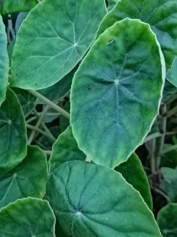 Begonia kellermanii
