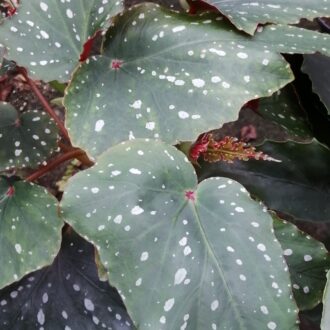 Begonia Kristy