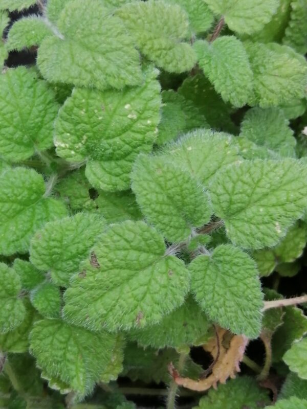 Melissa officinalis ssp.altissima, melissa al mandarino