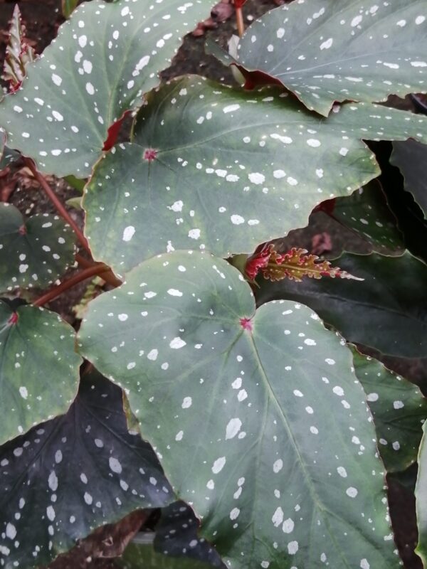 Begonia Kristy