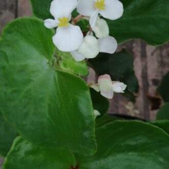 Begonia lachoensis