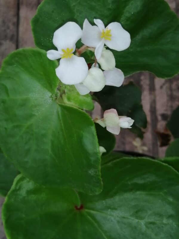 Begonia lachoensis