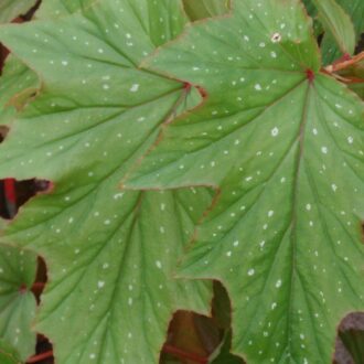Begonia 'Astrida'