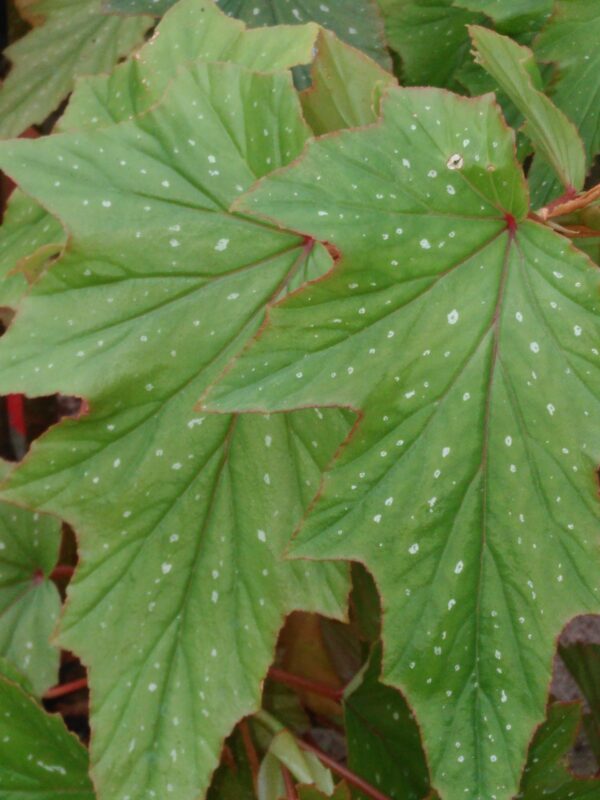 Begonia 'Astrida'
