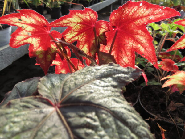 Begonia 'Little Brother Montgomery'