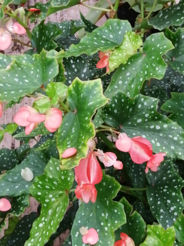 Begonia Lois Burks