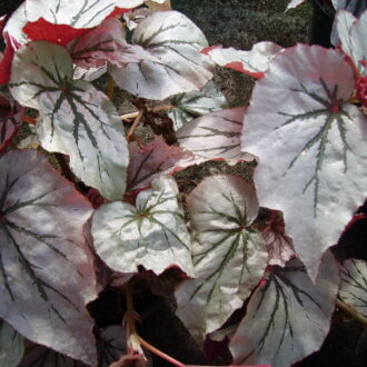 Begonia 'Looking Glass'