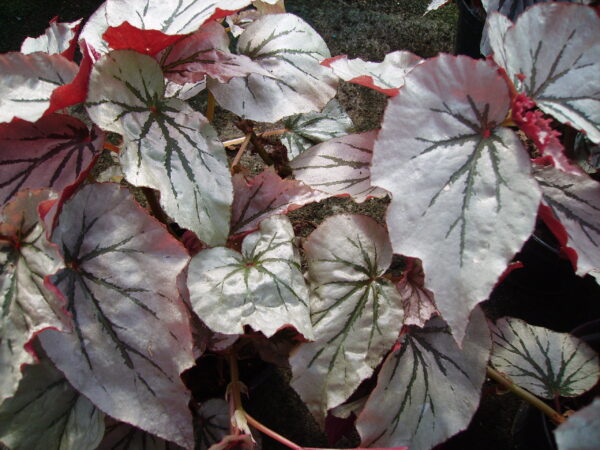 Begonia 'Looking Glass'