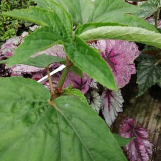 Begonia luxurians  var. Ziesenhenne