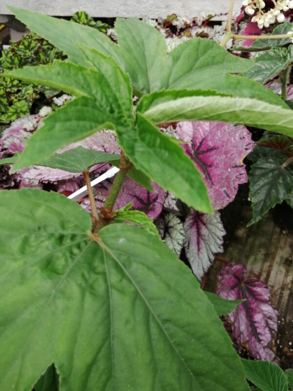 Begonia luxurians  var. Ziesenhenne