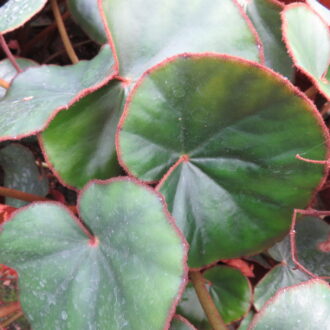 Begonia lyman-smithii