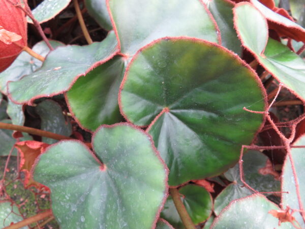 Begonia lyman-smithii