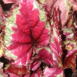 Begonia Mahori haze