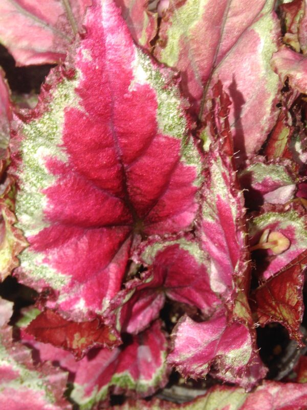Begonia Mahori haze
