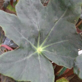 Begonia 'Texastar'