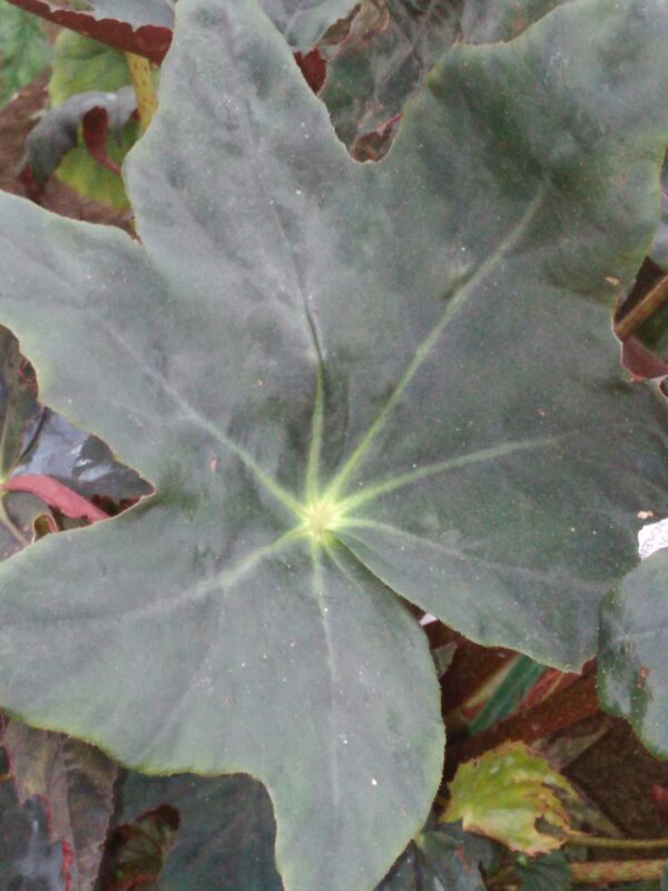 Begonia 'Texastar'