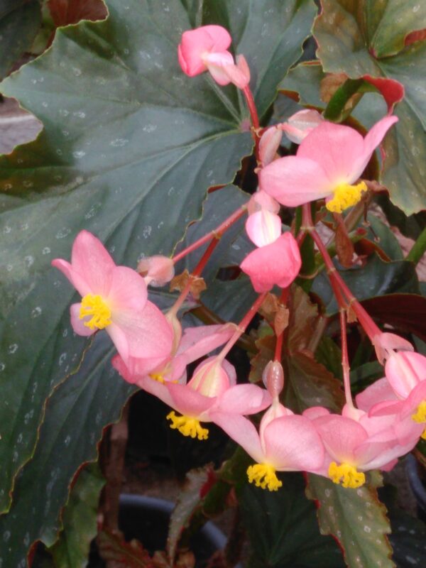 Begonia Superba 'Azella'