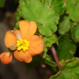 Begonia sutherlandii