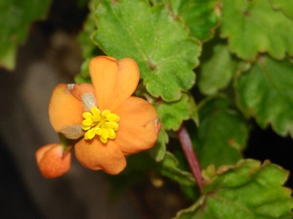 Begonia sutherlandii