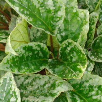 Begonia hatacoa 'Spotted'