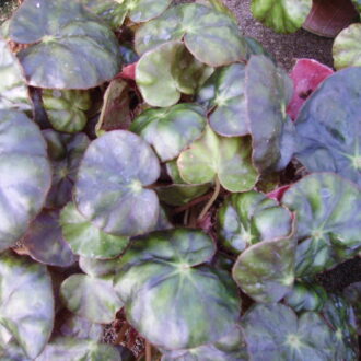 Begonia mazae