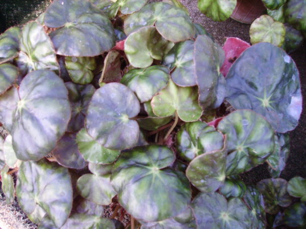 Begonia mazae