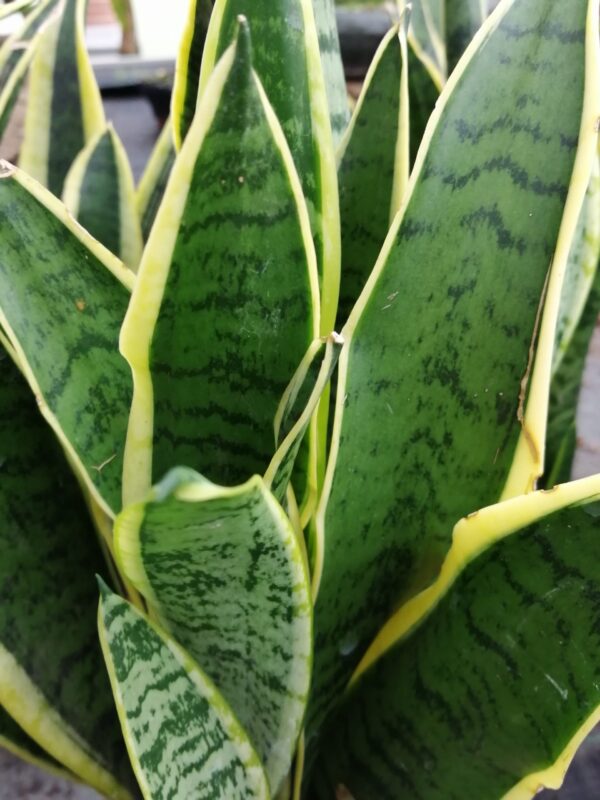 Sansevieria trifasciata