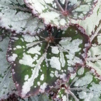 Begonia Mikado
