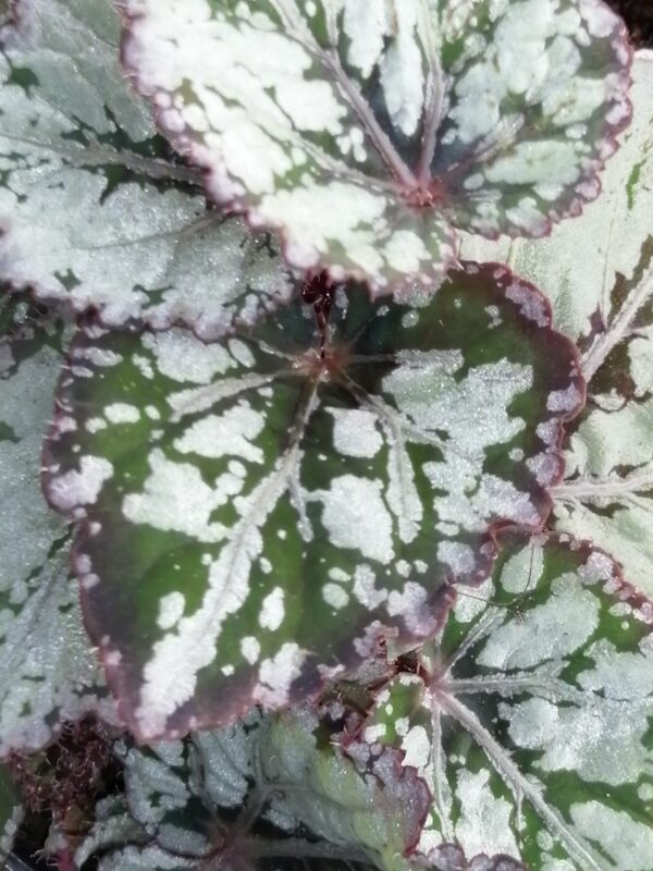Begonia Mikado