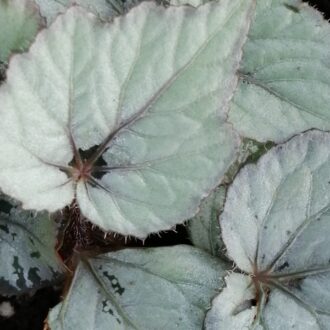 Begonia 'Bolero'