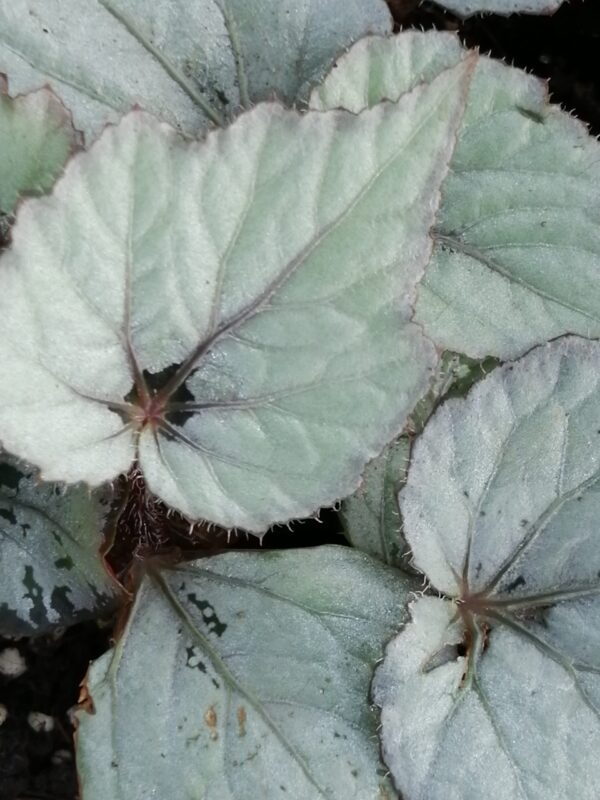 Begonia 'Bolero'
