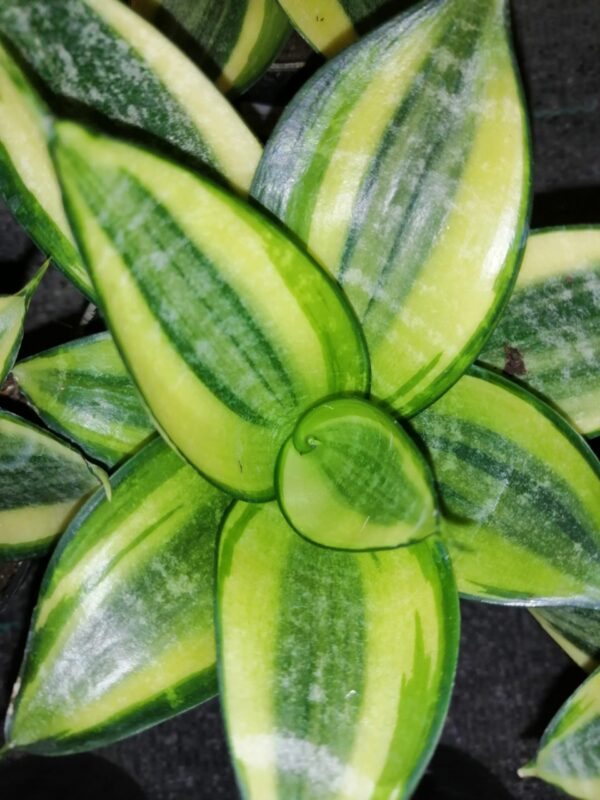 Sansevieria trifasciata 'Golden Hahnii'
